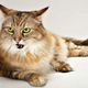 Illustration for article titled Actually, Cats Are Fine